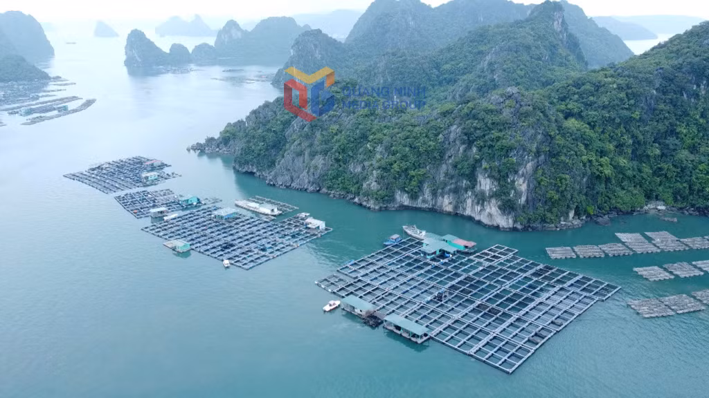 Phương án phát triển nuôi trồng thủy sản trên biển TP Cẩm Phả đến năm 2030, tầm nhìn 2045 gồm 21 khu vực với tổng diện tích 2.476,1 ha.
