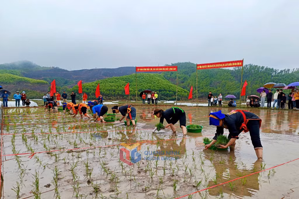 Thi cấy lúa tại lễ hội Lễ hội đình Đồng Chức năm 2025.