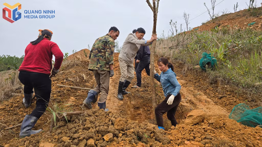 Lãnh đạo Hiệp hội Doanh nghiệp TP Hạ Long trồng cây hoa Anh Đào tại thôn Khe Tre, xã Kỳ Thượng, TP Hạ Long.