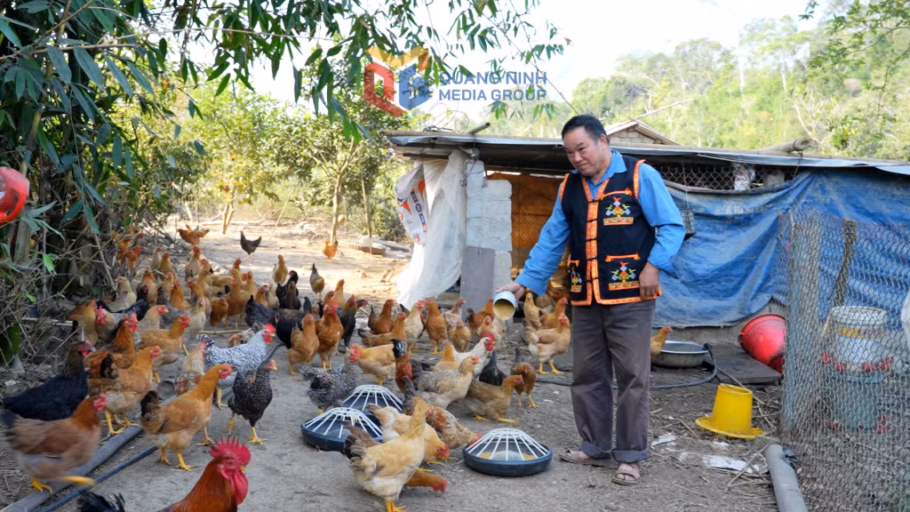 Đảng viên Đặng Xuân Thành (thôn Khe Phương, xã Kỳ Thượng, TP Hạ Long) chăn nuôi gà bản để tạo thêm thu nhập.