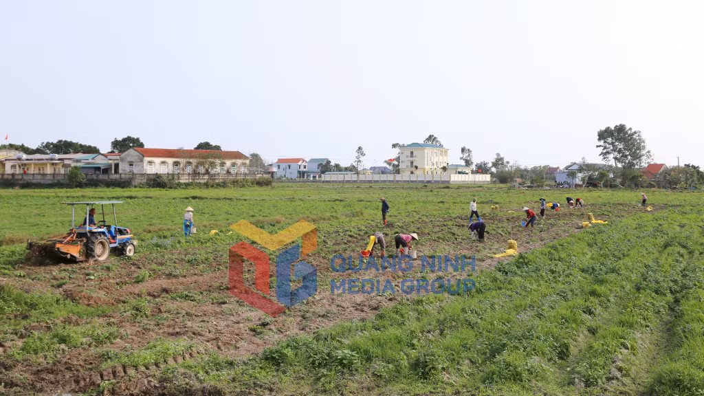 Nông dân xã Hải Đông (TP Móng Cái) thu hoạch khoai tây (3-2025). Ảnh: Hữu Việt