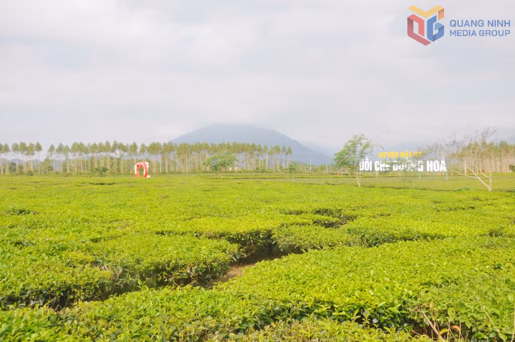 Vẻ đẹp vùng chè Hải Hà đang được định hướng phát triển du lịch gắn với văn hoá vùng cao biên giới của địa phương.