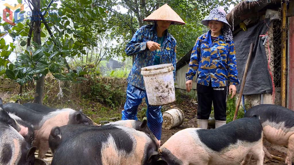Mô hình liên kết nuôi lợn Móng Cái của HTX Nông nghiệp hữu cơ An Lộc mang lại thu nhập cao.