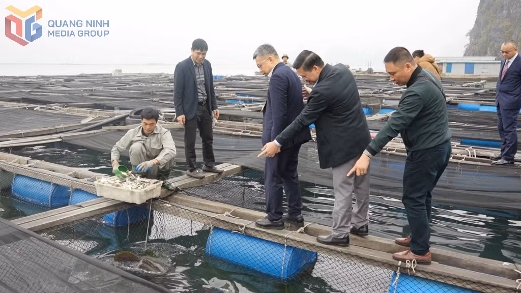 Đoàn công tác Sở Nông nghiệp và Nông thôn Khu tự trị dân tộc Choang Quảng Tây (Trung Quốc) tham quan hoạt động nuôi trồng thủy sản tại TP Cẩm Phả. Ảnh: Thùy Dung (CTV)