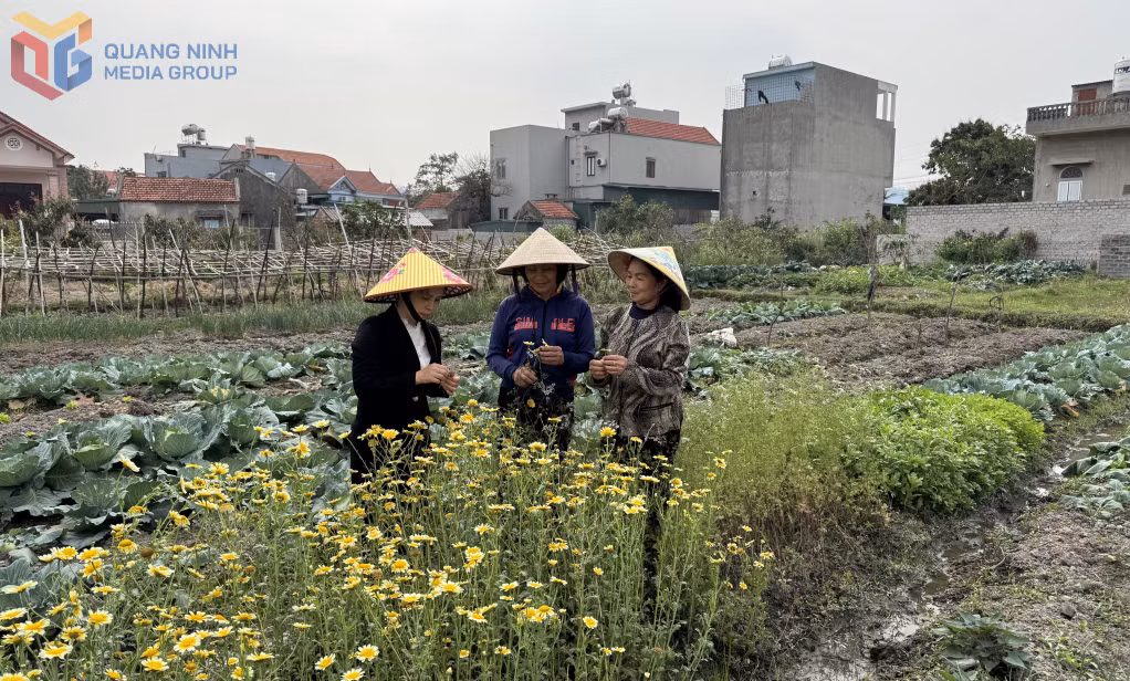 Nhân dân khu Đường Ngang (phường Minh Thành, TX Quảng Yên) đoàn kết giúp nhau phát triển nghề trồng rau nhằm thoát nghèo bền vững.