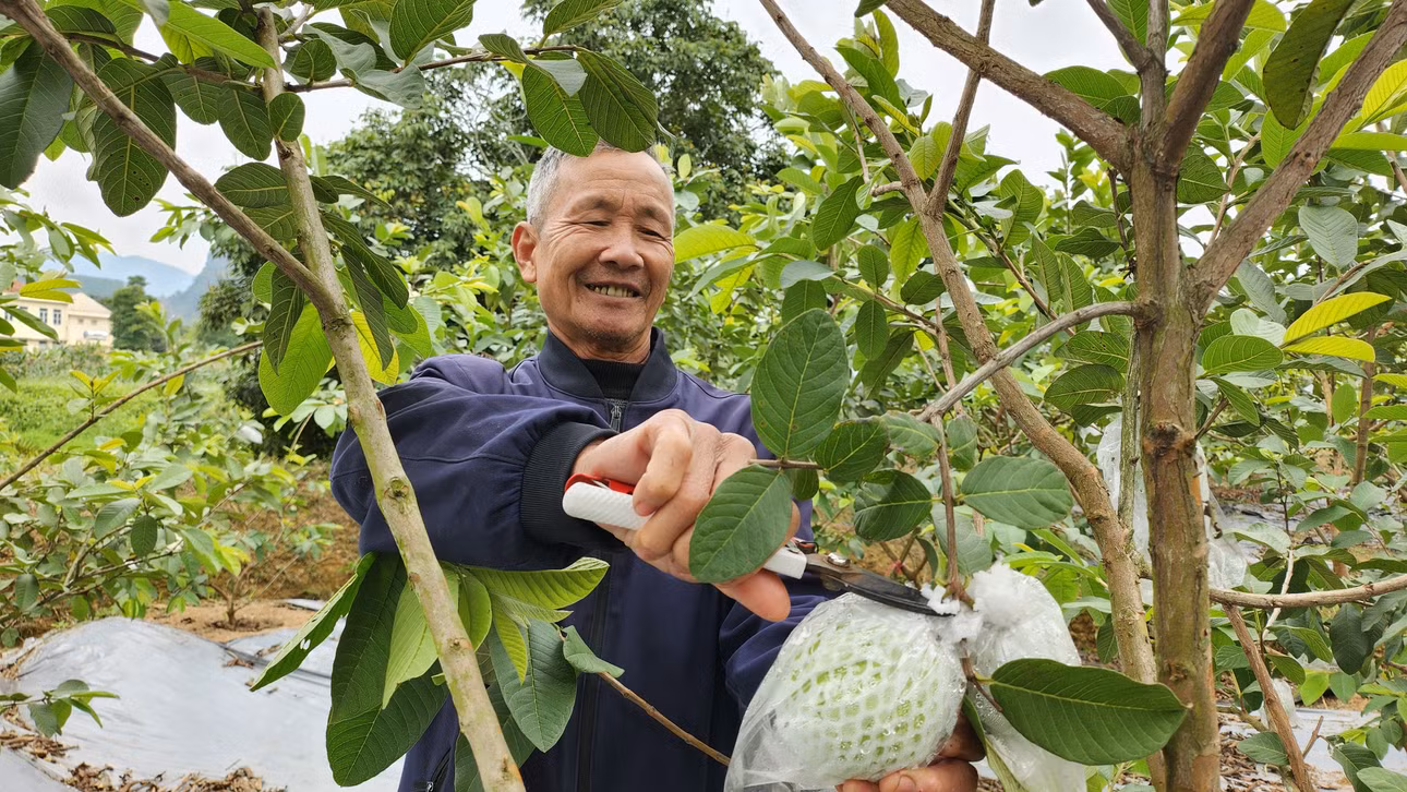 Người dân xã Sơn Dương thu hoạch ổi.