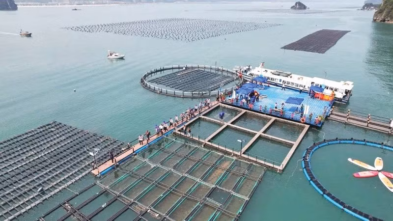 Nuôi trồng thủy sản công nghệ cao ở tỉnh Quảng Ninh. (Ảnh: NGUYỄN THÀNH)