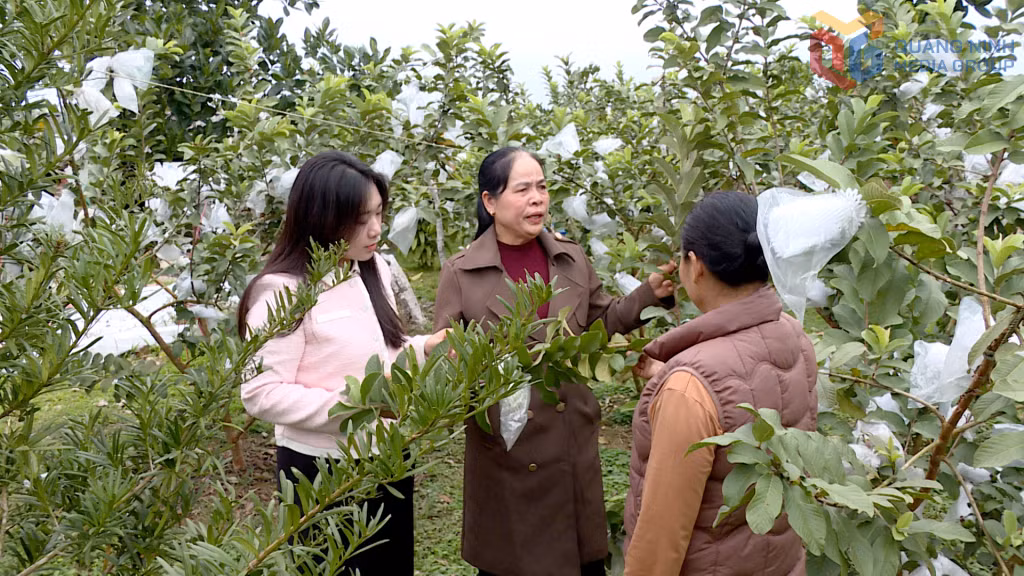 Chi bộ thôn Quảng Thịnh 1 (xã Quảng Đức) vận động nhân dân chuyển đổi cơ cấu cây trồng nhằm nâng cao thu nhập.