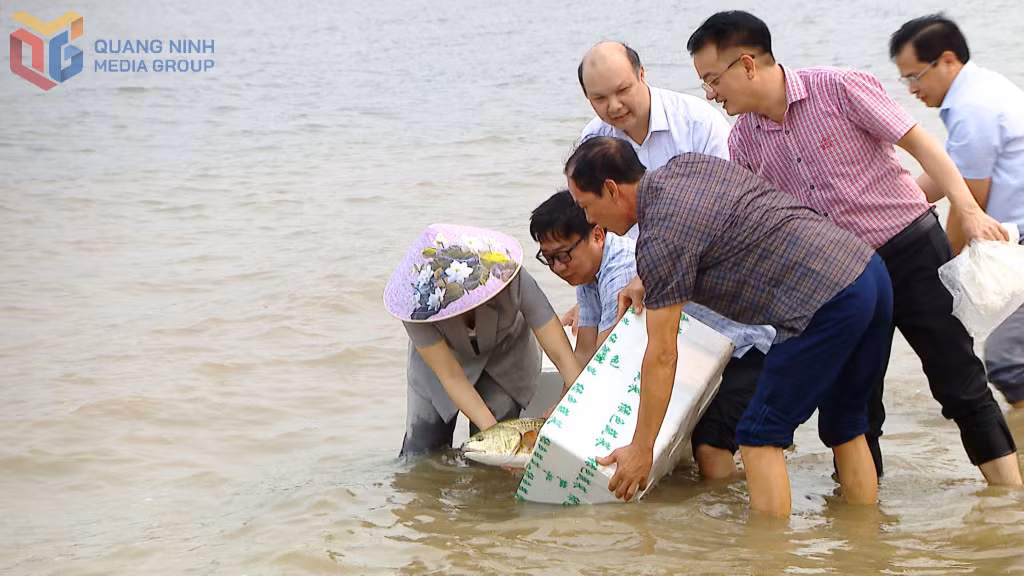 Phường Tuần Châu thả gần 22 vạn giống thủy sản.