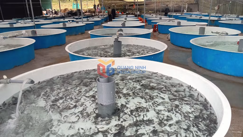Nuôi cá tầm thương phẩm tại bản Siệc Lống Mìn, xã Quảng Tân