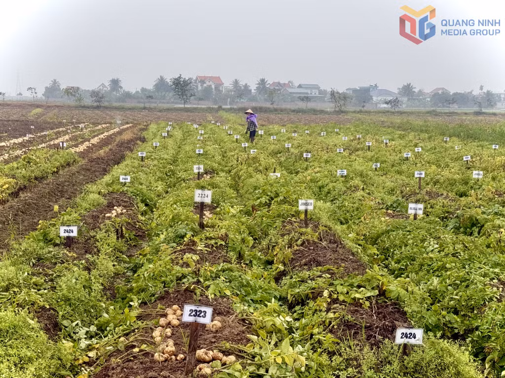 Diện tích trồng khảo nghiệm diện hẹp 5ha các loại giống khoai tây có năng suất cao tại khu Bình Sơn Đông, phường An Sinh.