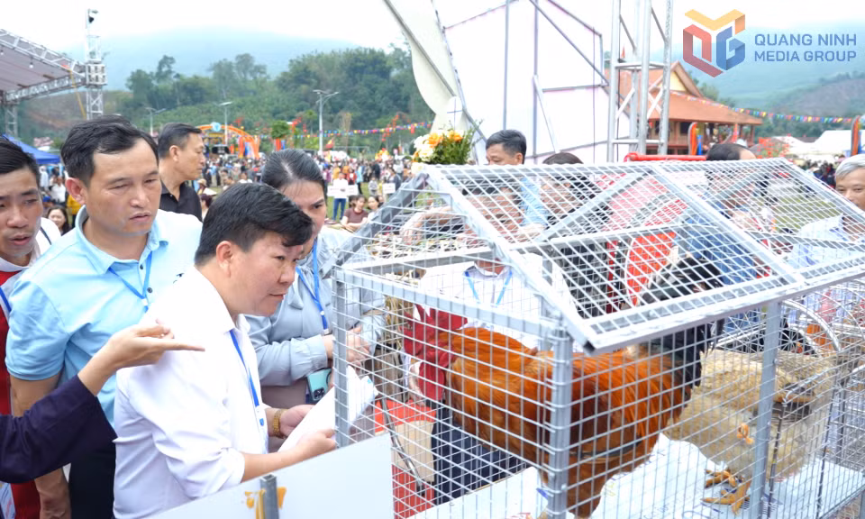 Thi vua gà, hoa hậu gà, đôi gà đẹp.
