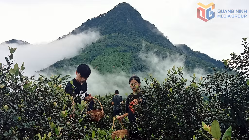 Trải nghiệm hái sim trên đỉnh Mã Thầu Sơn, xã Hải Sơn
