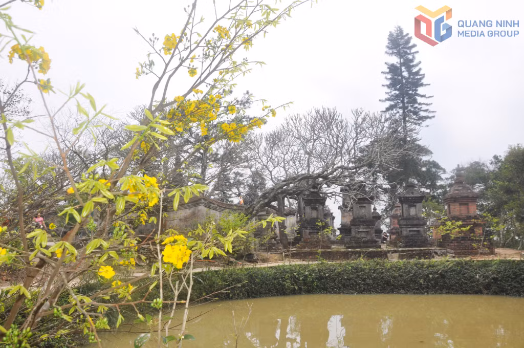 Mùa xuân, mai vàng nở rực rỡ bên hồ Mắt Rồng trong vườn tháp Huệ Quang.