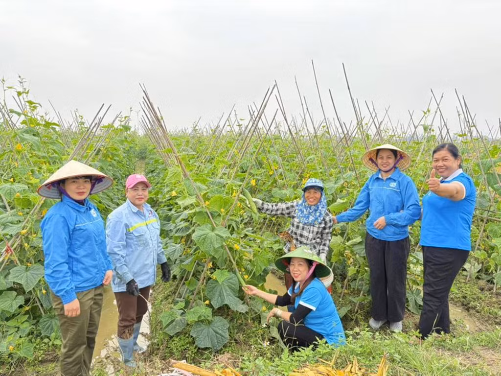 Hội Liên hiệp phụ nữ phường Mạo Khê tích cực tuyên truyền, hỗ trợ tập huấn, chuyển giao kỹ thuật, khuyến khích xây dựng và nhân rộng các mô hình trồng cây vụ mùa đông cho hội viên.