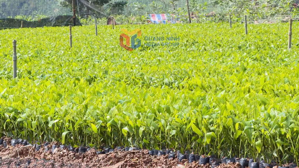  Đến nay, Công ty TNHH MTV Lâm nghiệp Tiên Yên đã sản xuất được 2 triệu bầu và cấy được gần 70 vạn cây giống phục vụ cho trồng rừng. 