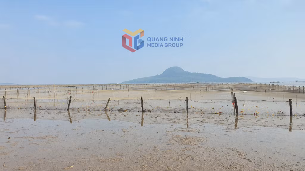 Khu vực bãi triều do người dân tự ý lấn chiếm NTTS trái phép trên vùng biển xã Quảng Hà.
