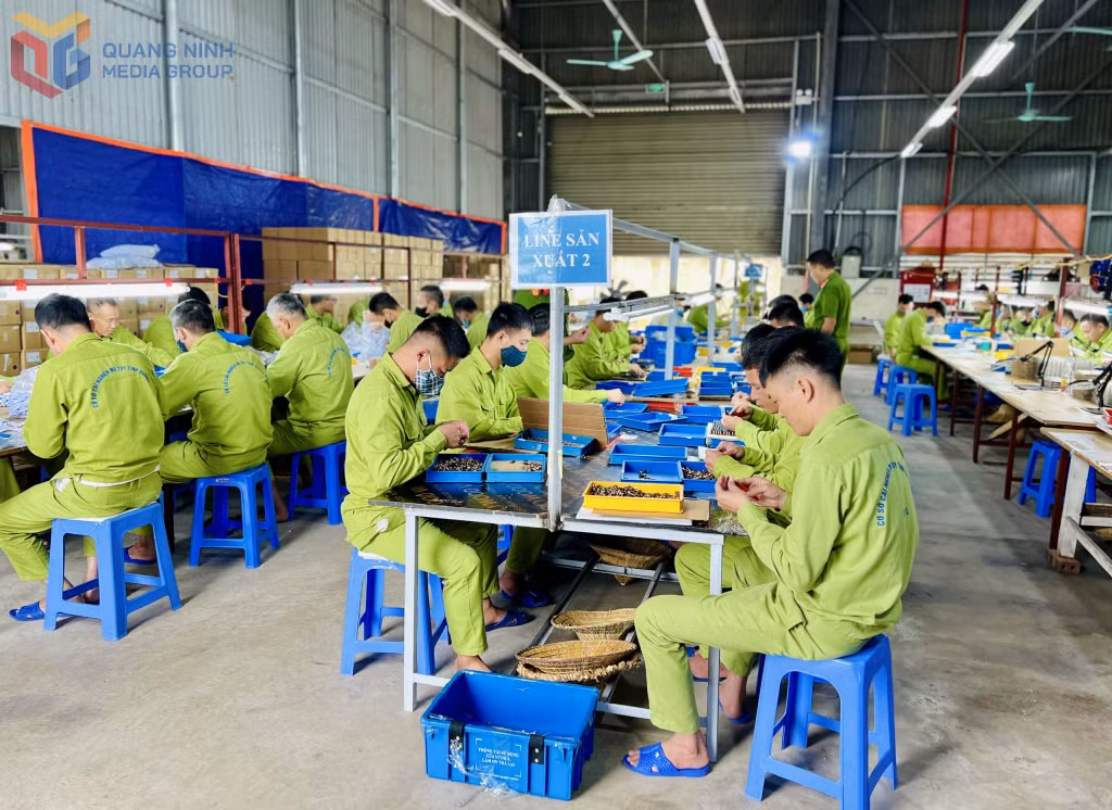 Học viên Cơ sở cai nghiện ma túy tỉnh Quảng Ninh lao động trị liệu.