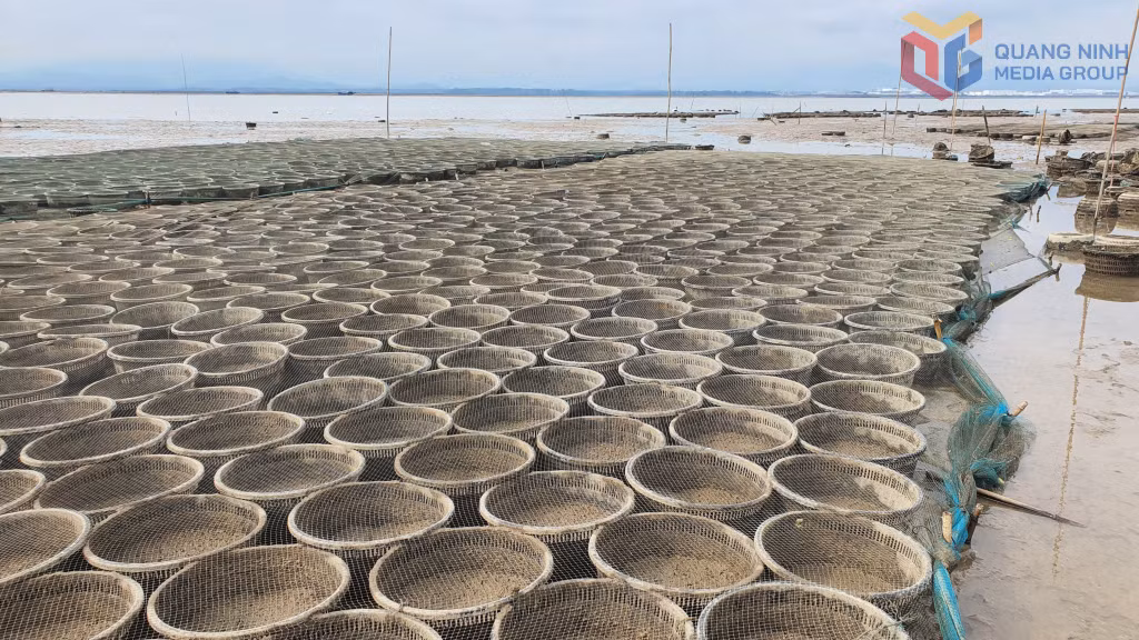 Ô lồng thả nuôi hến hoa trái phép trên khu vực bãi triều xã Quảng Hà.