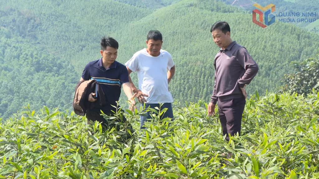 Vườn giống keo gốc từ giống keo mô chất lượng cao BV16 để phục vụ cho ươm cây giống trên bầu.