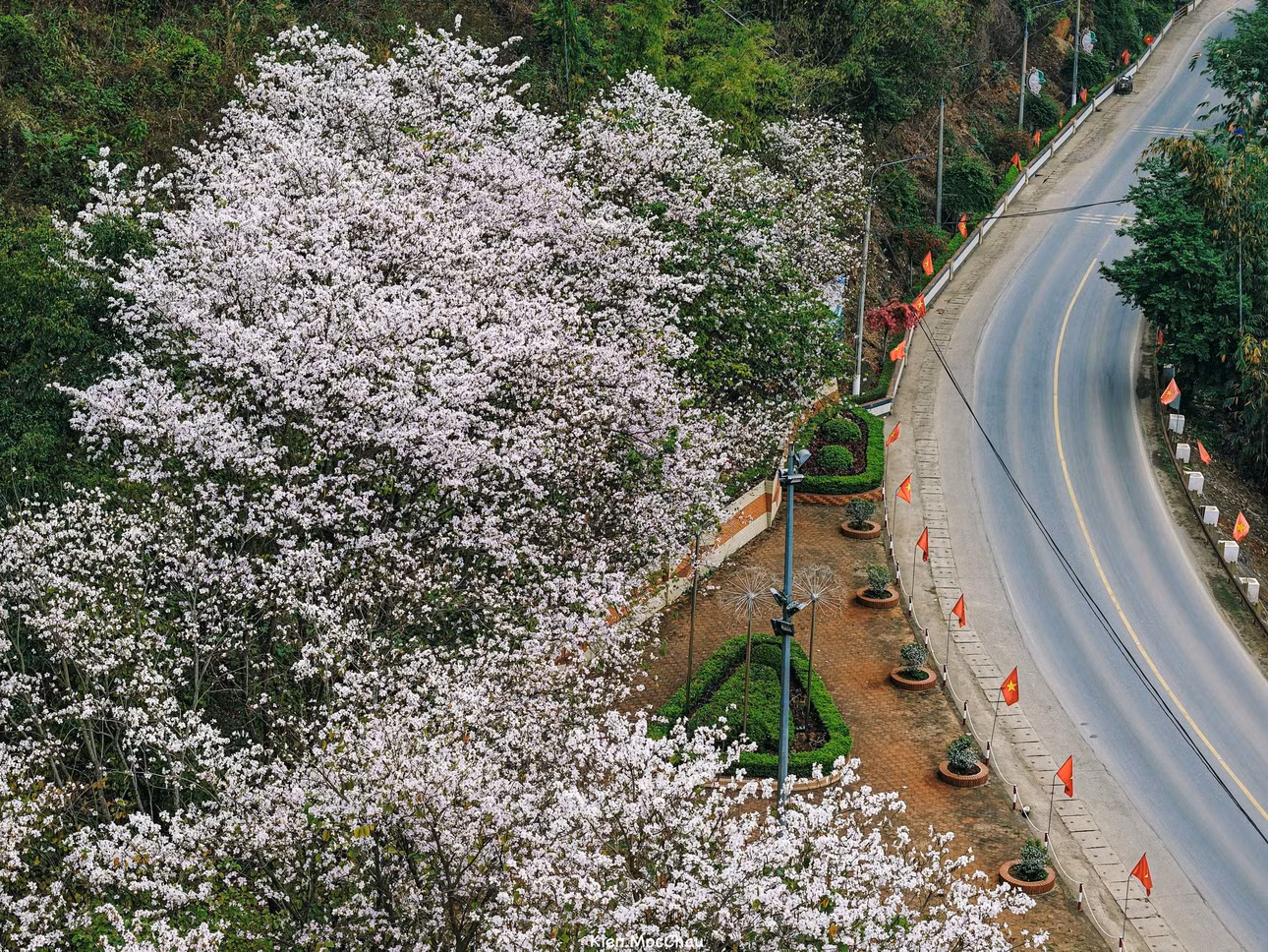 Quang Kiên, một bạn trẻ làm du lịch ở quê hương Mộc Châu, chia sẻ: “Tháng 3 về hoa ban Mộc Châu đang ở giai đoạn nở rộ nhất, phủ trắng nhiều triền đồi triền núi và nhất là dọc các tuyến đường lớn nhỏ giữa thị trấn Mộc Châu và thị trấn Nông Trường”.