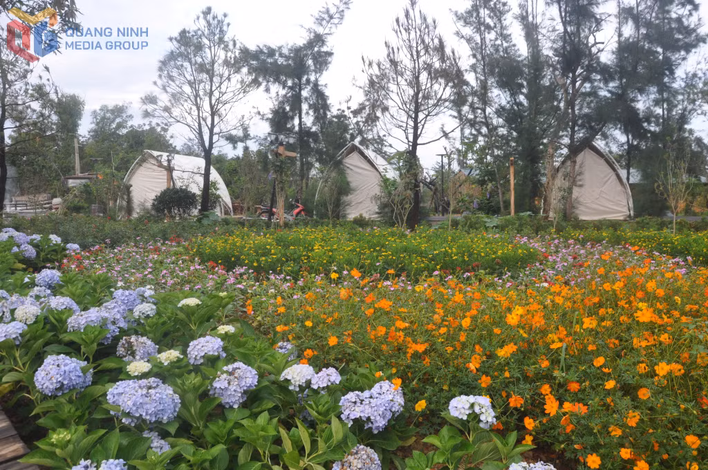 Vườn hoa khoe sắc tại khu du lịch sinh thái Co To Village.