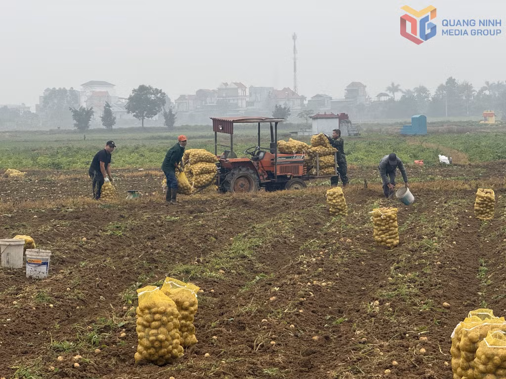 Cây khoai tây Atlantic đạt năng suất cao, nông dân An Sinh phấn khởi thu hoạch.