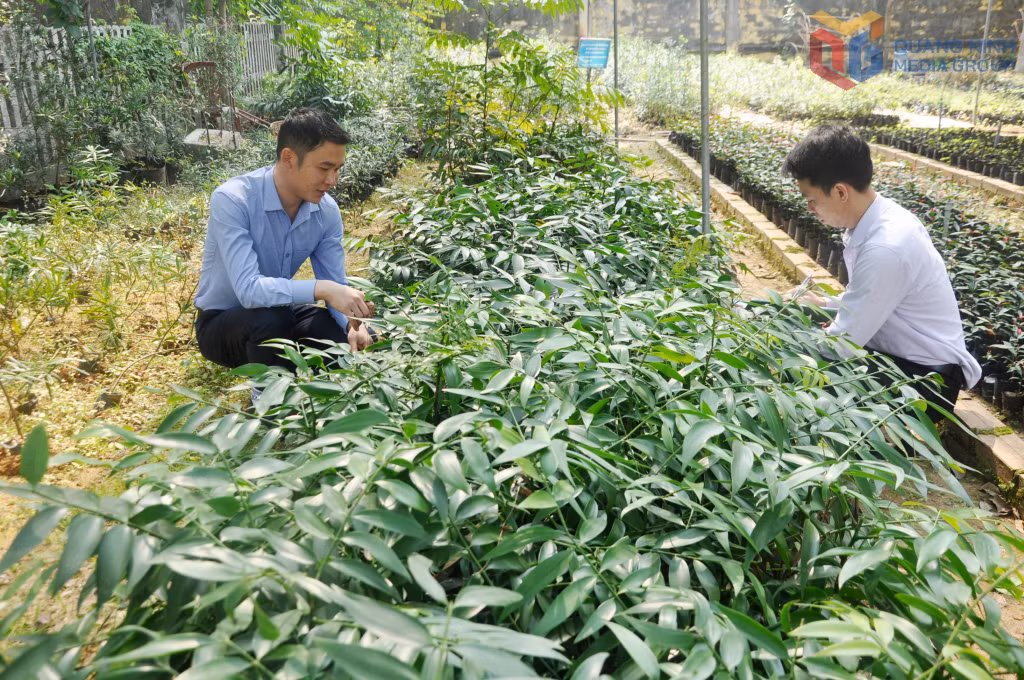 Cây kim giao nằm trong số những loại cây quý, hiếm, bản địa của Vườn Quốc gia Bái Tử Long được gieo ươm, chăm sóc tại Vườn sưu tập thực vật.