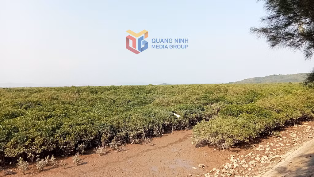Rừng ngập mặn tại phường Móng Cái 1.