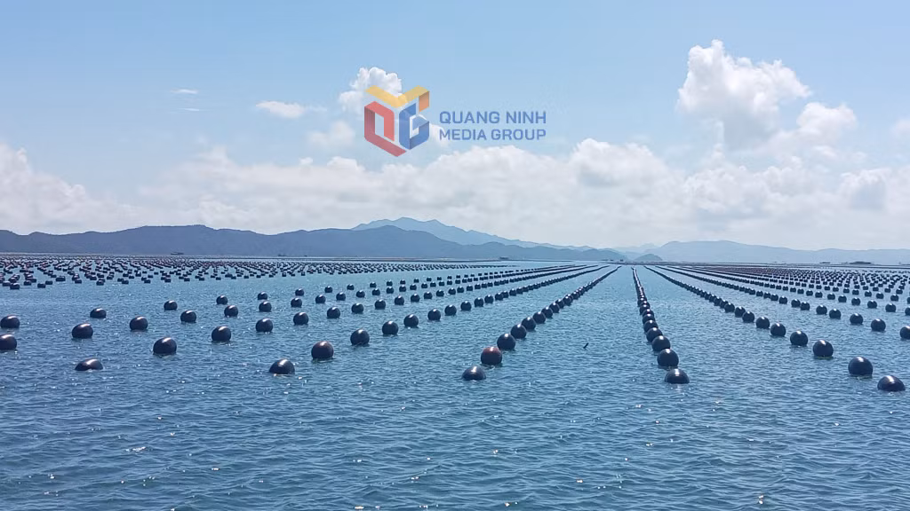Khu vực nuôi hàu trên vùng biền thôn Đầu Rồng, xã Cái Chiên của HTX Nuôi trồng thủy sản 1989 (xã Đầm Hà).