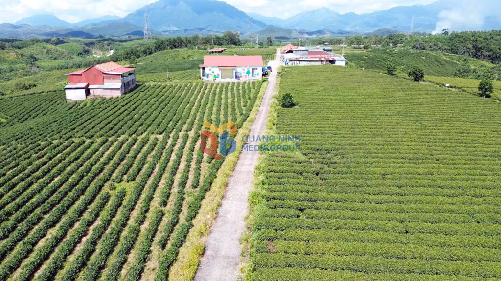 Vùng trồng chè chất lượng cao tại xã Đường Hoa