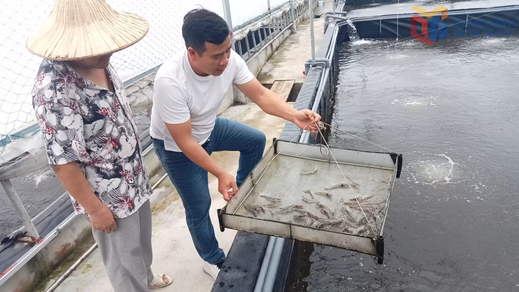Nuôi tôm trái vụ đang mang lại thu nhập cao cho gia đình anh Nguyễn Văn Nghĩa, thôn Quảng Nghĩa 3, xã Hải Ninh.