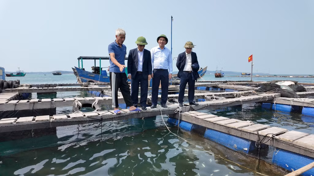Lãnh đạo UBND đặc khu Cô Tô kiểm tra tình hình nuôi trồng thủy sản của người dân trên địa bàn. Ảnh: Thu Báu