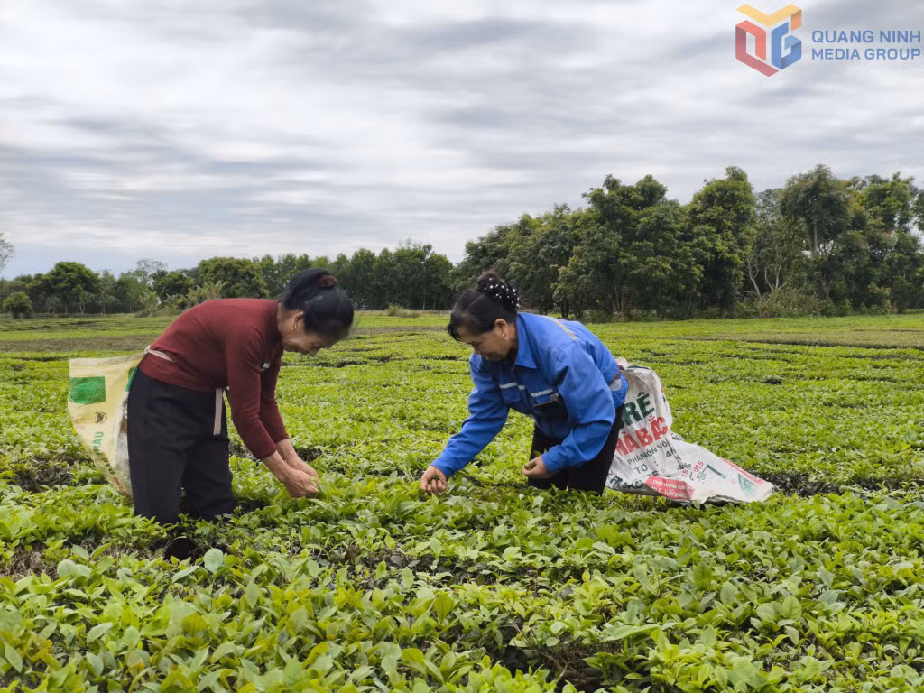 Người dân thôn Quảng Long 9 thu hoạch chè bằng cách hái thủ công.