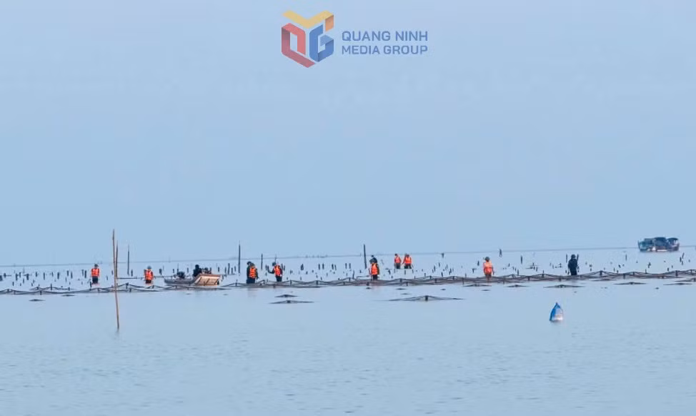 Hiện nay, trên địa bàn xã Vĩnh Thực còn 127 trường hợp lấn chiếm bãi triều NTTS trái phép chưa xử lý dứt điểm.