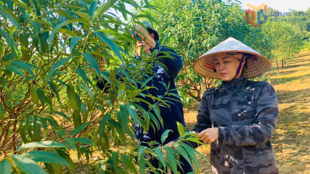 Được hỗ trợ vay vốn của Hội Phụ nữ, chị Hoàng Thị Nhi mạnh dạn khởi nghiệp với mô hình vườn tổng hợp cho hiệu quả kinh tế cao.