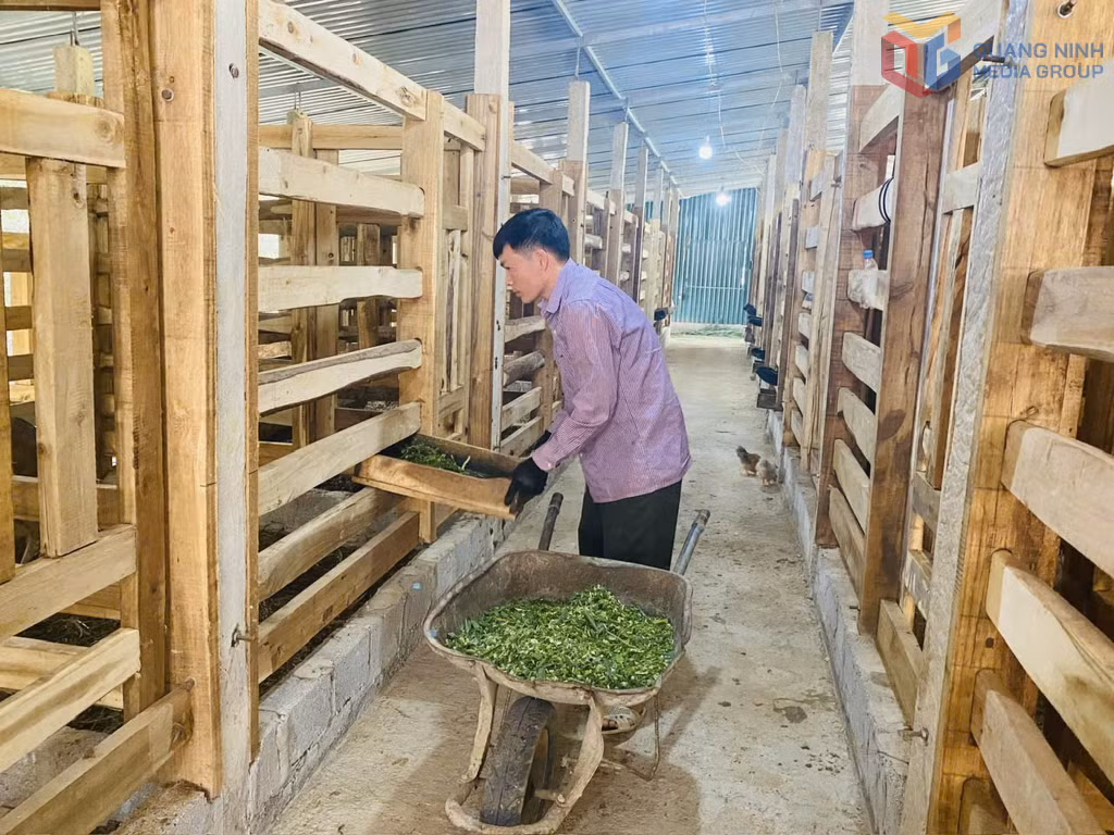 Anh Vi Văn Nghiệp, HTX Nông nghiệp và dịch vụ Nghiệp Đoàn cho hươu ăn.