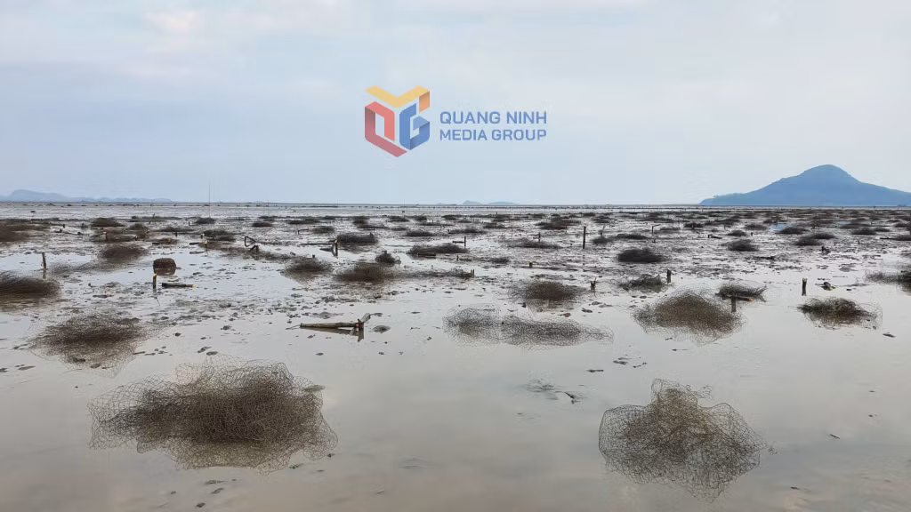 Từ tháng 8/2025 đến nay, xã quảng Hà đã tổ chức 32 cuộc đi biển với sự tham gia của nhiều lực lượng để tuyên truyền, kiểm tra, xác định khu vực vi phạm và trực tiếp tháo dỡ xăm dậu, cọc lưới nuôi trồng trái phép với diện tích hàng trăm ha.