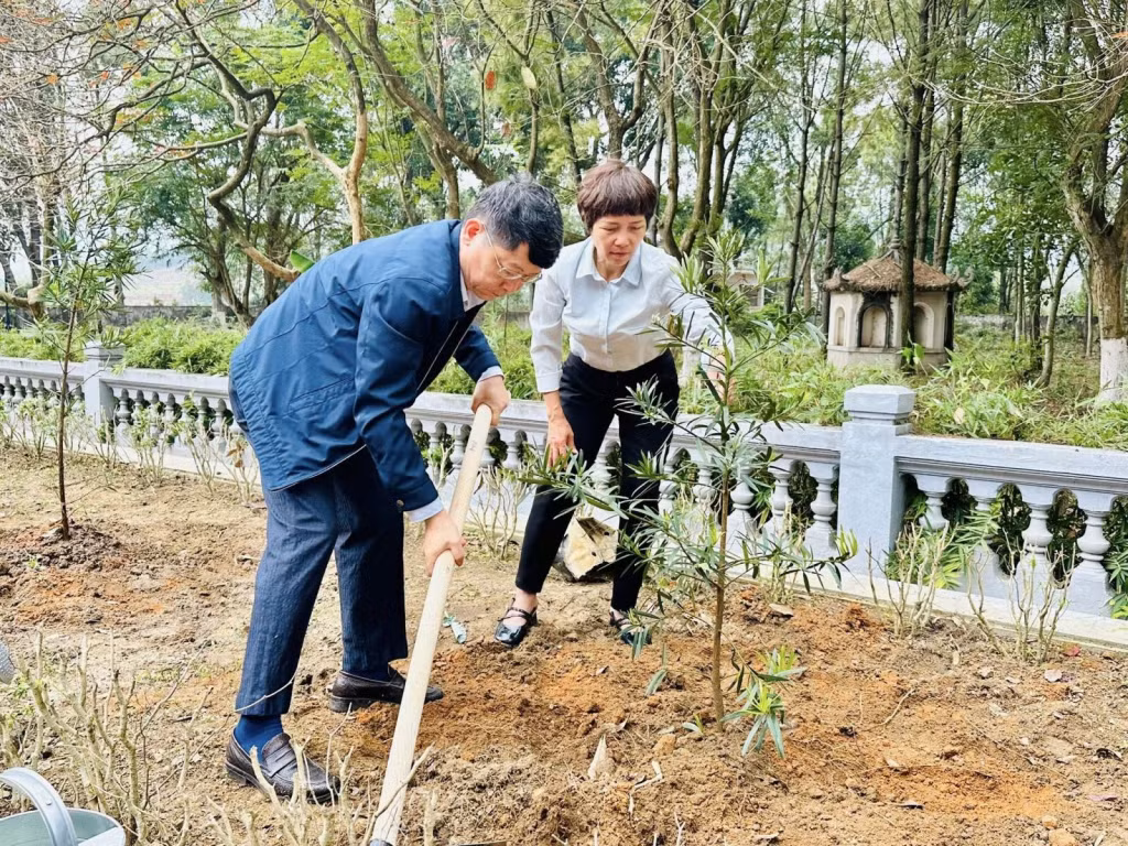 200 cây giống lim xanh, tùng la hán tại Vườn sưu tập thực vật (ảnh trên do đơn vị cung cấp) được đưa về trồng tại các khu di tích Yên Tử, Bạch Đằng, Nhà Trần; (ảnh dưới) trong Tết trồng cây đầu xuân năm 2026. Ảnh: Hải Hà (CTV)