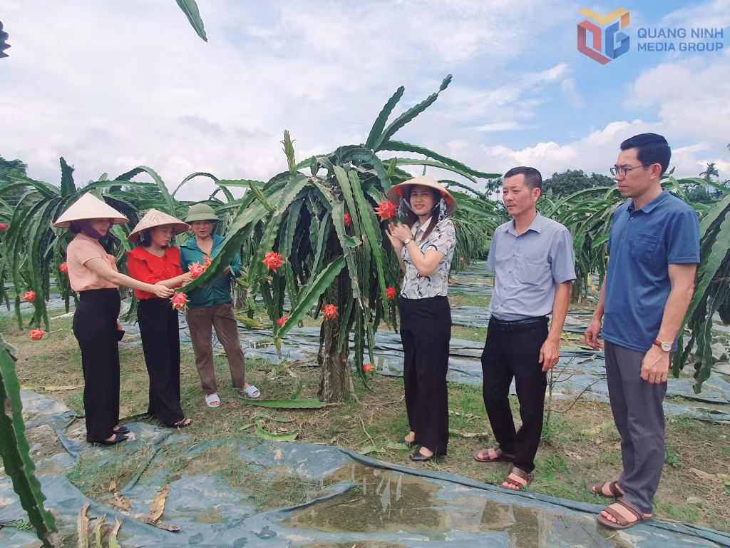 Mô hình trồng thanh long tại thôn Quảng Thịnh 2, xã Quảng Đức là một trong những mô hình kinh tế mới tiêu biểu, đem lại thu nhập ổn định cho người dân.