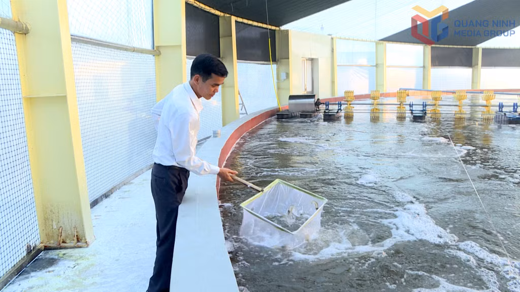 Giám đốc Hợp tác xã nuôi tôm công nghệ cao Cẩm Phả kiểm tra chất lượng tôm thẻ chân trắng nuôi theo quy trình 3 giai đoạn.
