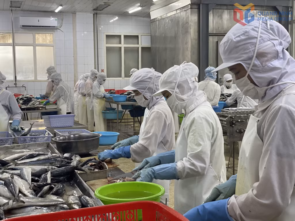 Chế biến thủy sản tại Công ty CP Xuất nhập khẩu thủy sản Quảng Ninh.