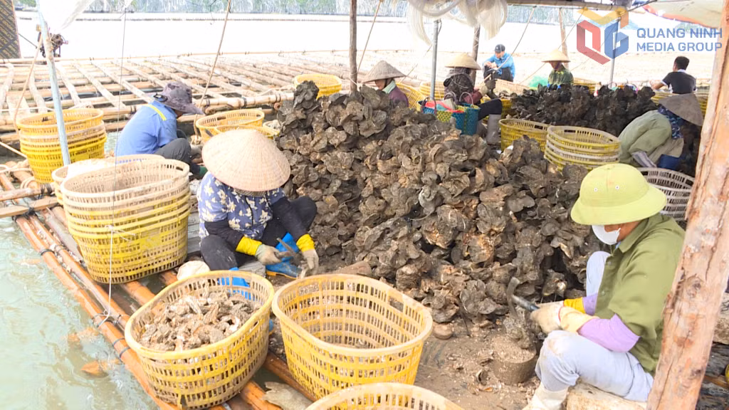 Ngư dân phường Hà An thu hoạch sản phẩm hàu cửa sông, đối tượng nuôi biển có giá trị kinh tế. 