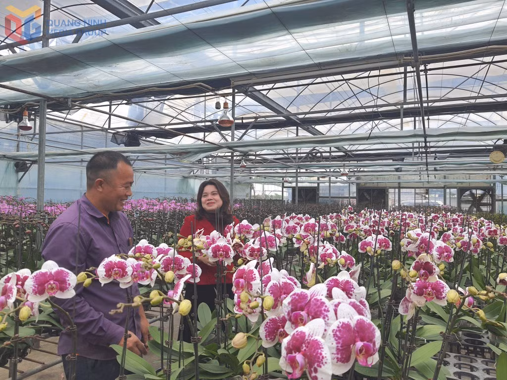Người dân phường Hoành Bồ chuẩn bị cho vụ hoa tết 2026.
