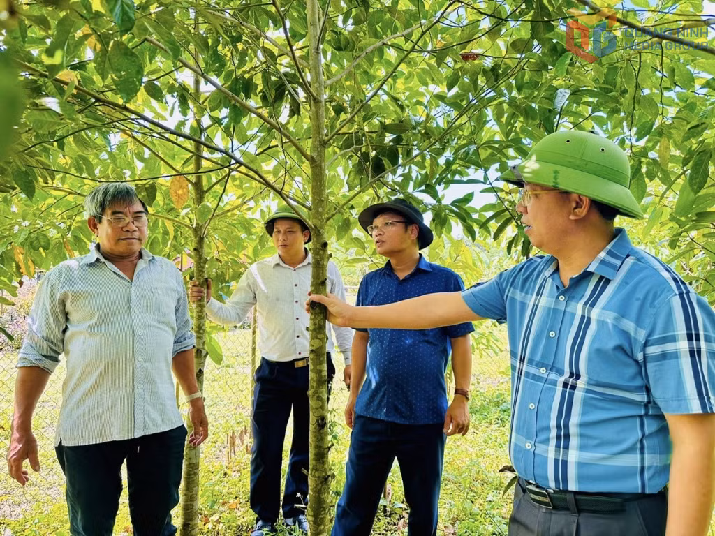 Bí thư Đảng ủy xã Quảng Dức Nguyễn Hữu Liêm thăm mộ hình trồng rừng gỗ lớn xã Quảng Đức. 