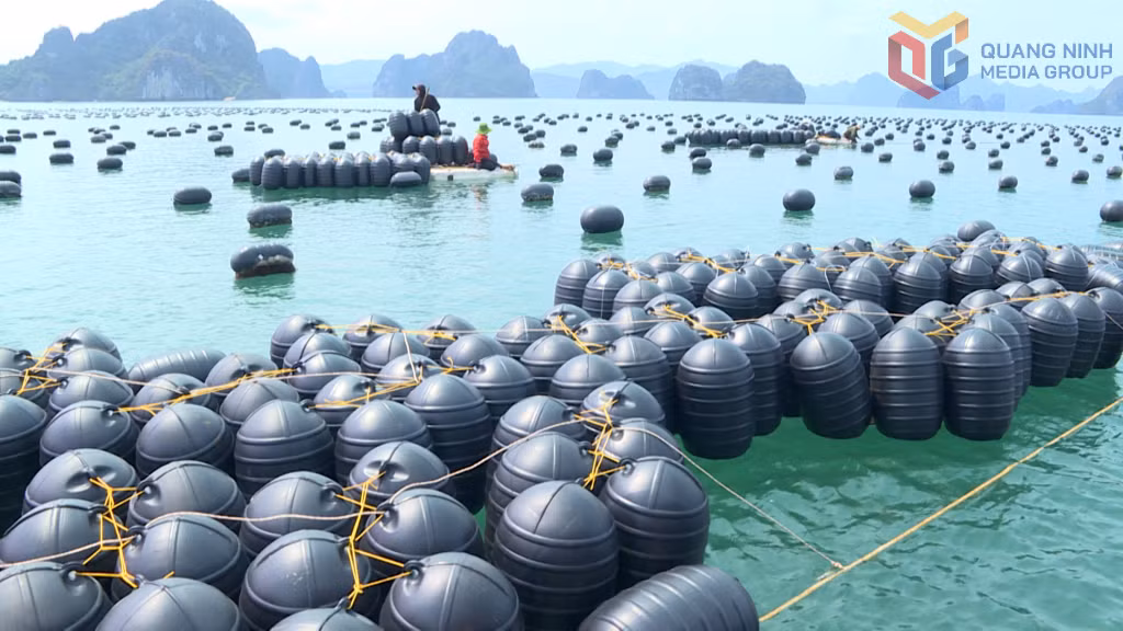  Ở vùng nuôi biển ngoài 6 hải lý, tỉnh sẽ phát triển nuôi biển công nghiệp, quy mô tối thiểu từ 50 ha trở lên .