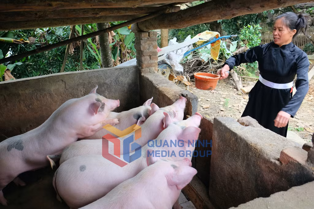 Người dân xã Lục Hồn, đầu tư chăn nuôi lợn, mang lại thu nhập ổn định (7-2019). Ảnh: Cao Quỳnh
