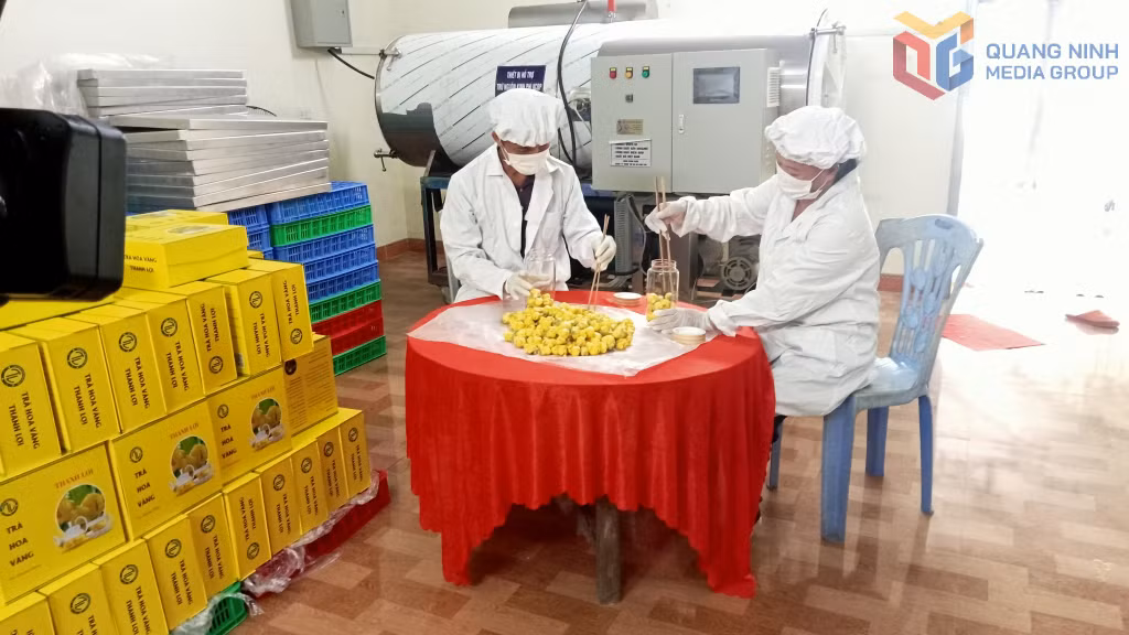 Đóng gói sản phẩm tại cơ sở trồng, chế biến trà hoa vàng Thanh Lợi, thôn Thán Phún, xã Hải Sơn