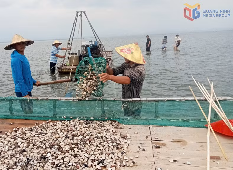 Người dân xã Quảng Hà thu hoạch ngao nuôi.