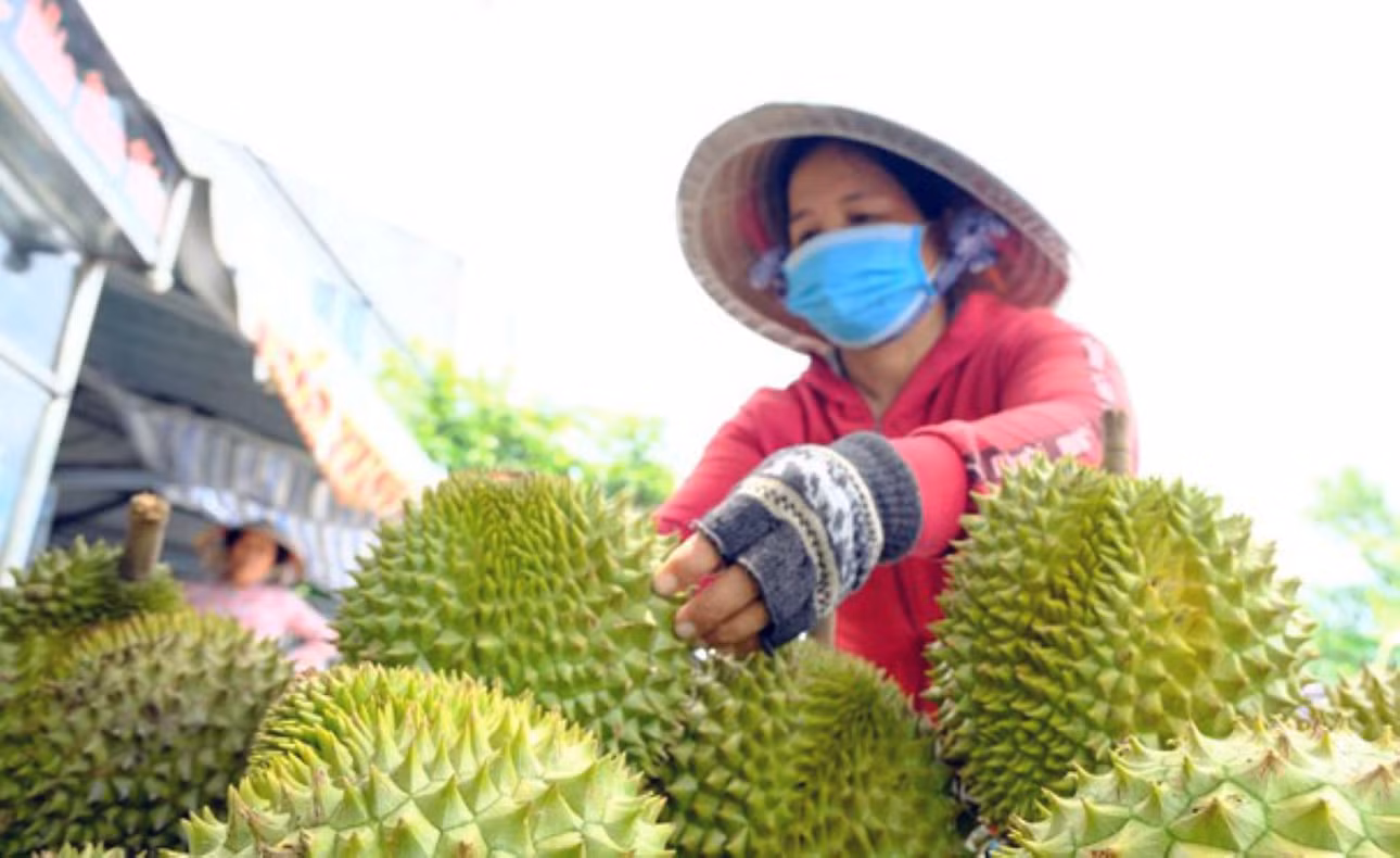 Thu hoạch sầu riêng ở Cần Thơ phục vụ cho thị trường xuất khẩu. Ảnh: Mỹ Ly